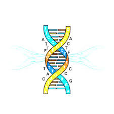 ADN (acide désoxyribonucléique)