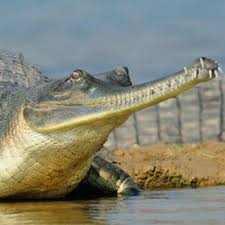 gavial