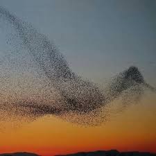 murmuration